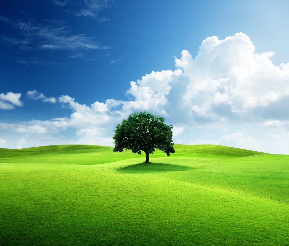 one tree and perfect grass field
